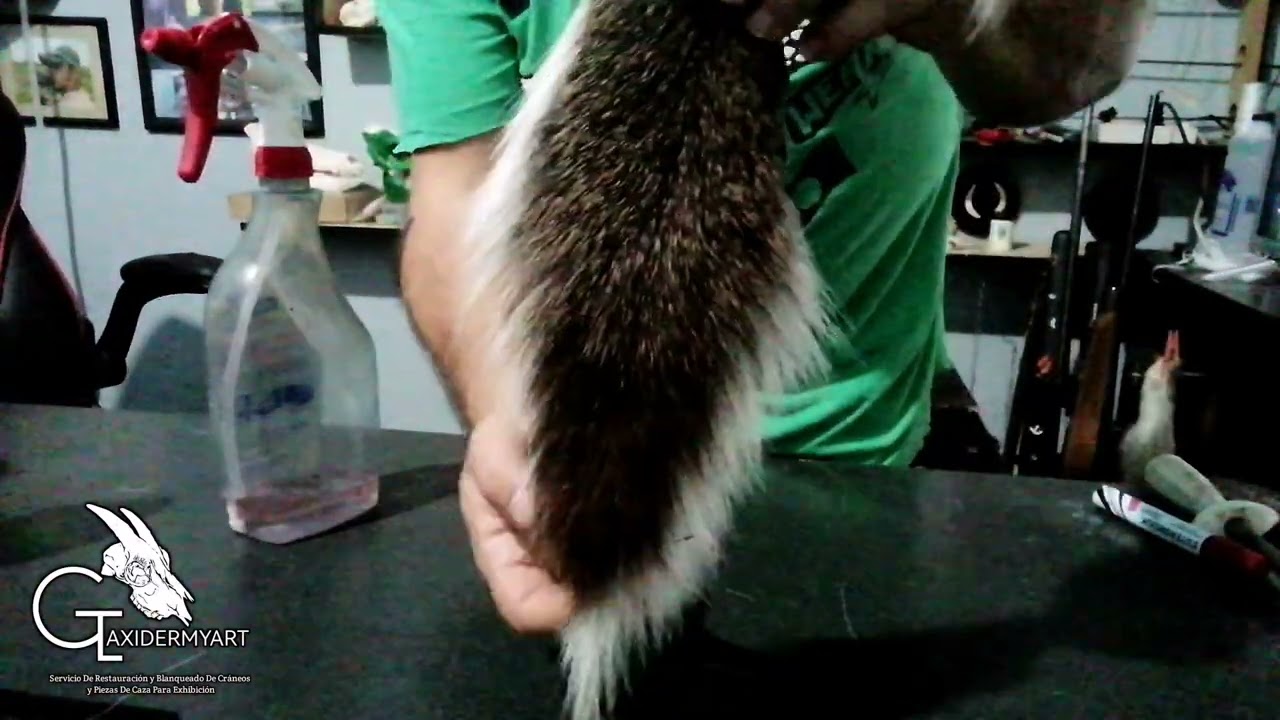 Cola De Venado Colablaca #taxidermy 