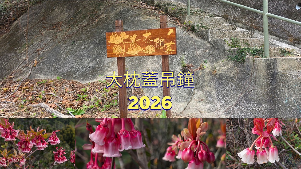 大枕蓋吊鐘2026##大枕蓋##西貢##吊鐘2026##鹿湖郊遊徑##萬宜坳##