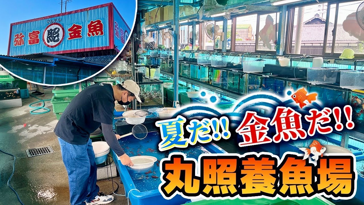 【丸照養魚場】夏の金魚のハイシーズン到来‼︎日本一金魚が売れるお店で「定番金魚」から「レア金魚」まで登場します‼︎
