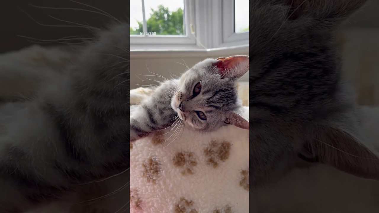 14 week old kitten #britishshorthairkittens #cutecat