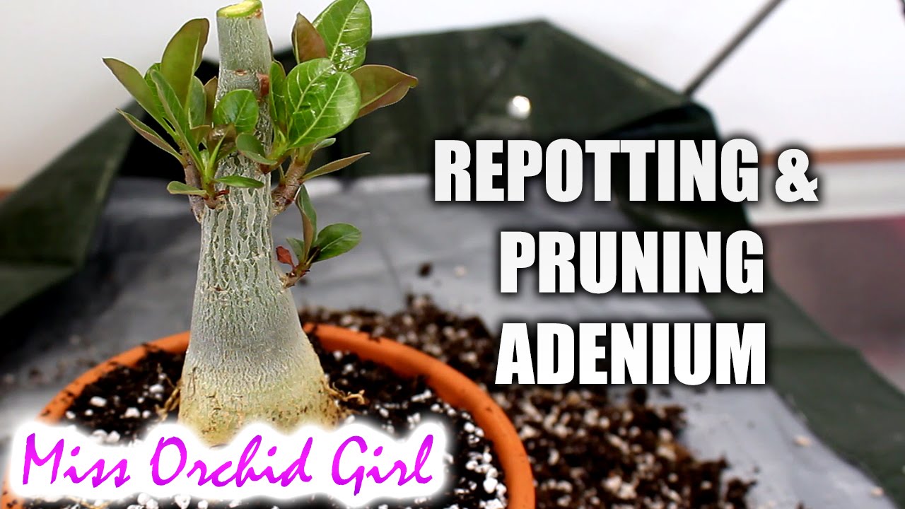Repotting and pruning Adenium