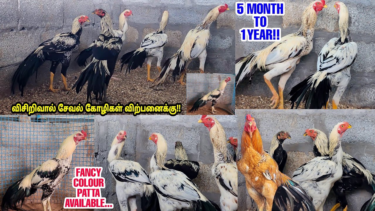 நம் பண்ணை தரமான விசிறிவால் சேவல் விற்பனைக்கு |Top Quality Peruvedai Fantail  Seval Sales |