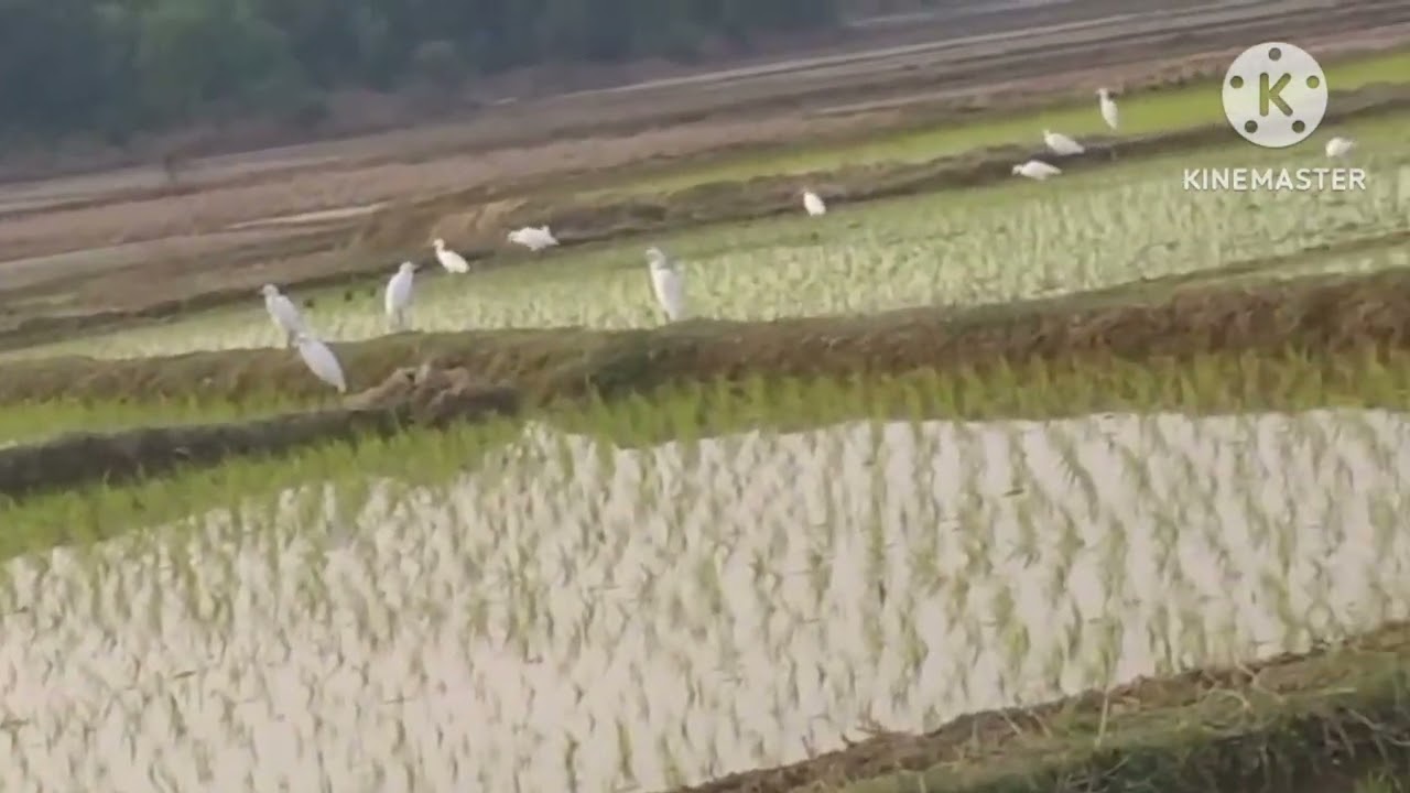 বক পাখির ডাক pond Heron Bird sound#video