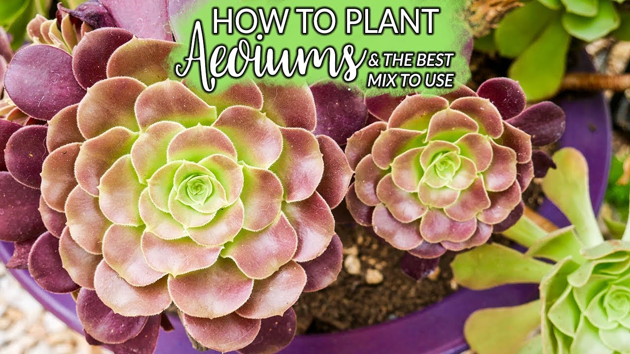 Planting Aeoniums: How To Do It & The Best Mix to Use / Joy Us Garden