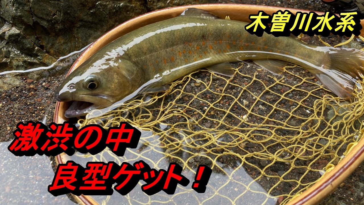 【渓流ルアー】木曽川水系〜試練の渓〜  激シブの中、価値ある1匹をゲット！