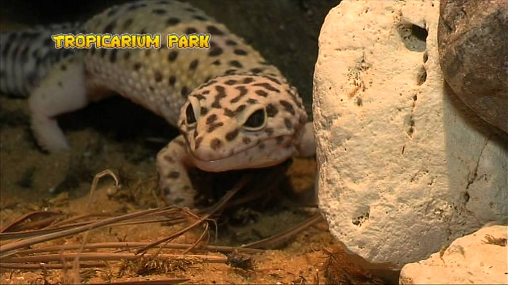 Tropicarium Park - Scopriamo il regno animale - n. 1