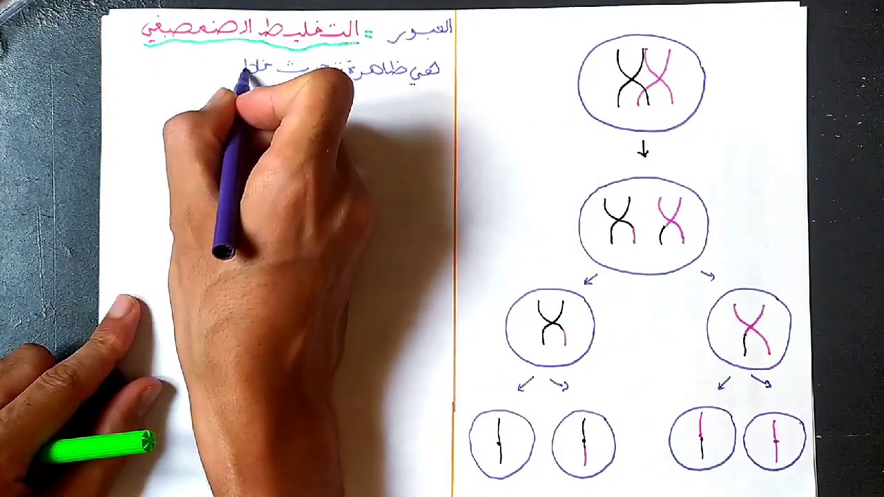 هااام: انتقال الخبر الوراثي عبر التوالد الجنسي (التخليط الضمصبغي والتخليط البيصبغي )  part2