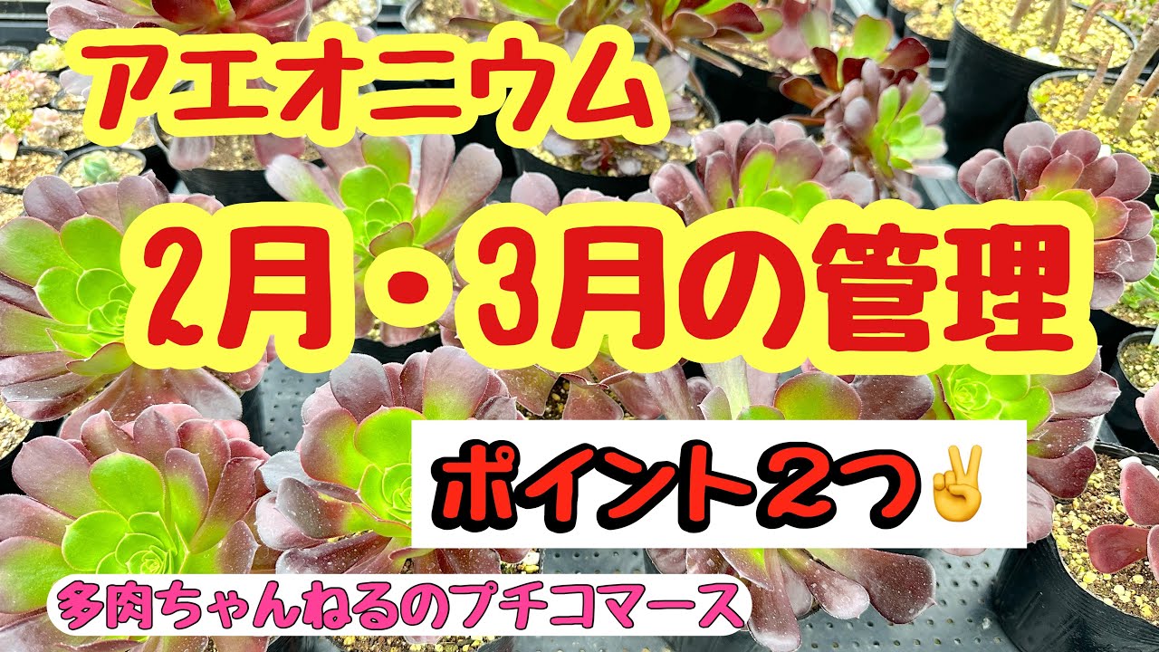 【多肉植物】【アエオニウム 】2月〜3月の管理❣️気を付けるお世話の仕方❣️