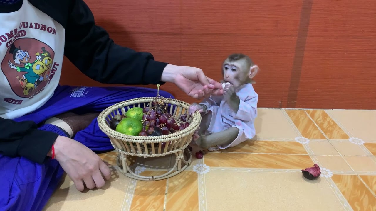 Smart baby monkey ROJO help mom carrying fruits for eating at home