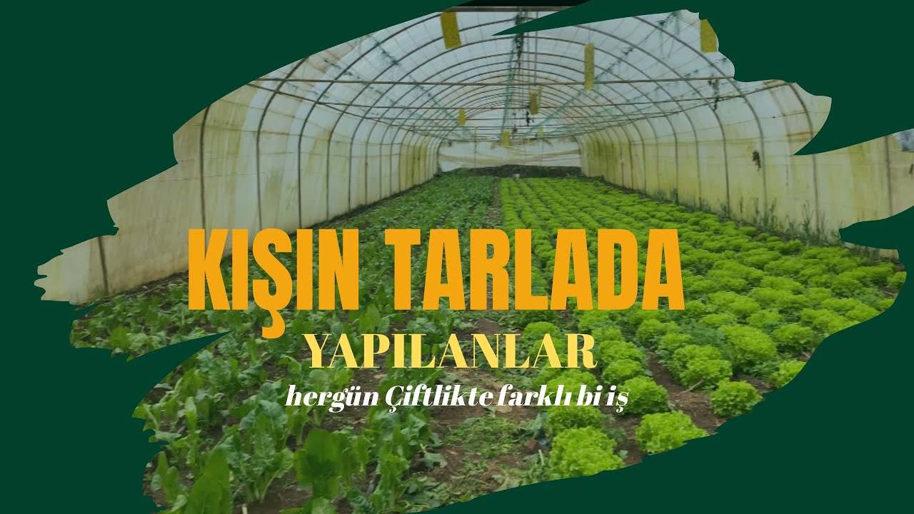KIŞIN TARLADA YAPILANLAR 