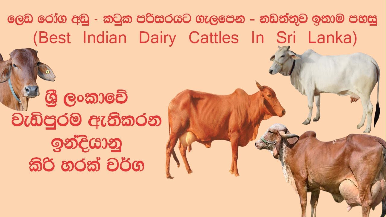 ශ්‍රී ලංකාවේ වැඩිපුරම ඇතිකරන ඉන්දියානු කිරි හරක් වර්ග | Popular Indian Dairy Cattles In Sri Lanka