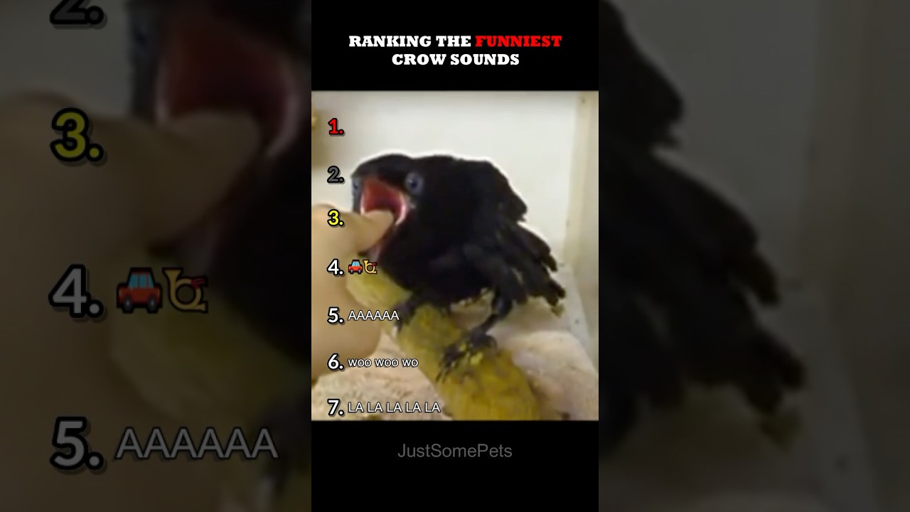 Ranking The Funniest Crow Sounds