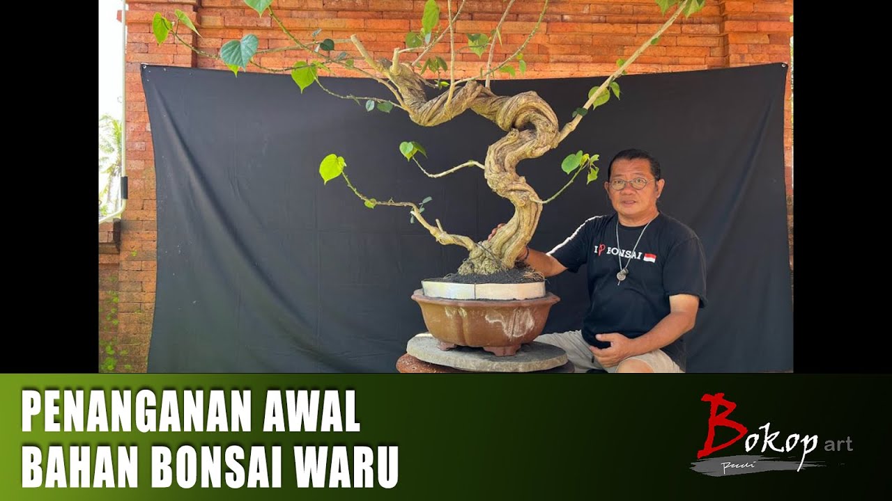PENANGANAN AWAL BAHAN BONSAI WARU