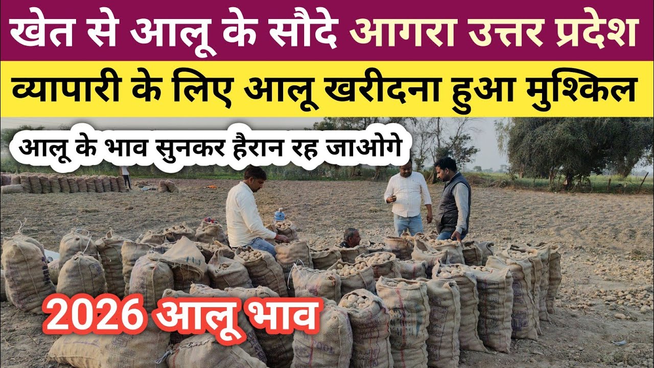 व्यापारी के लिए आलू खरीदना हुआ मुश्किल, खेत से आलू के सौदे आगरा उत्तर प्रदेश |