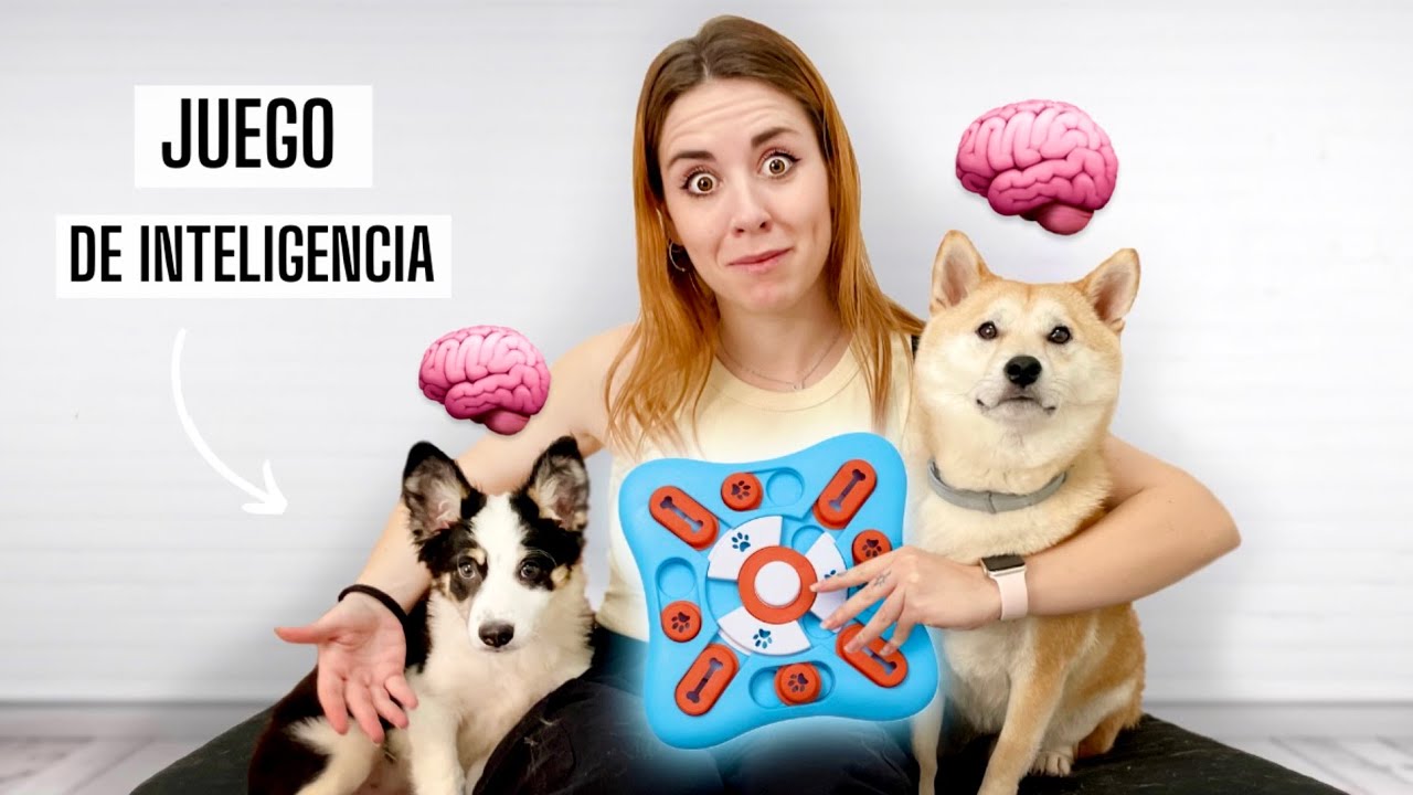 Pongo a MIS PERROS a PRUEBA con un JUGUETE de INTELIGENCIA🧠🐶