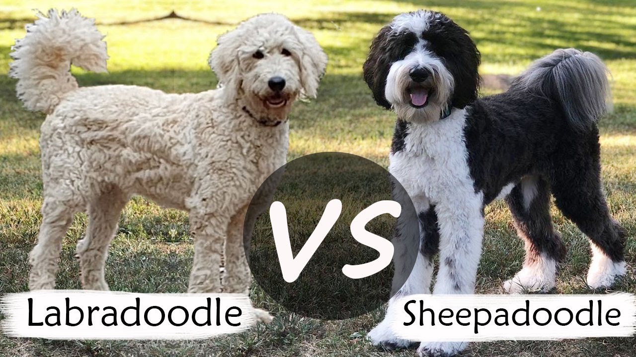 Labradoodle VS Sheepadoodle | Sheepadoodle VS Labradoodle