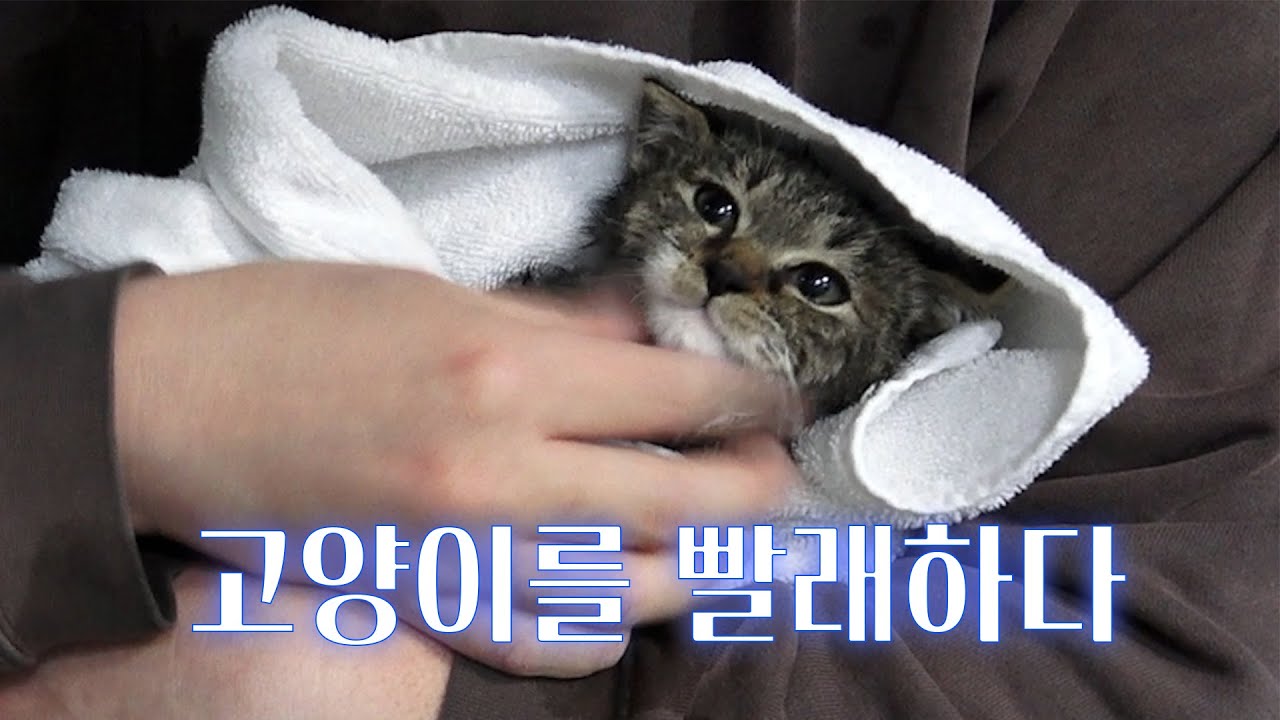 고양이를 세탁했습니다...