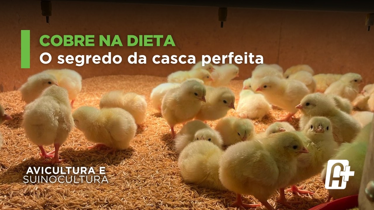Cobre quelatado, produtividade e qualidade do ovo em poedeiras | Avicultura e Suinocultura
