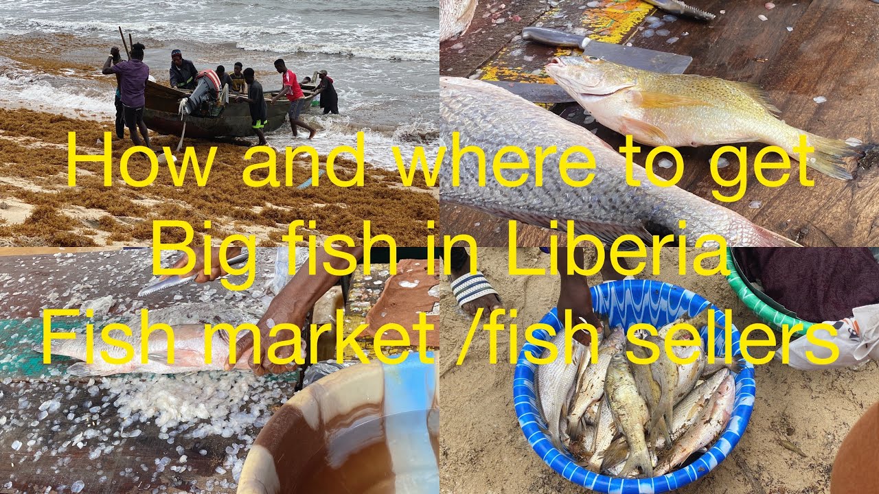 How and where to get big #fish in #liberia / woman and man selling and cleaning fish in #africa .