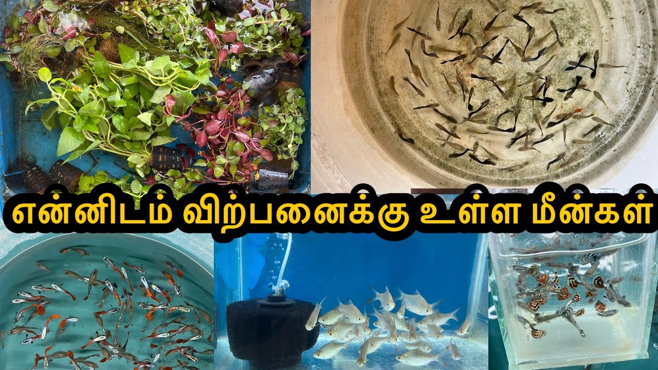 என்னிடம் விற்பனைக்கு உள்ள மீன்கள்|Erode|Guppy|All In Our Fishes|Sales |Aquarium#petslovechannel 