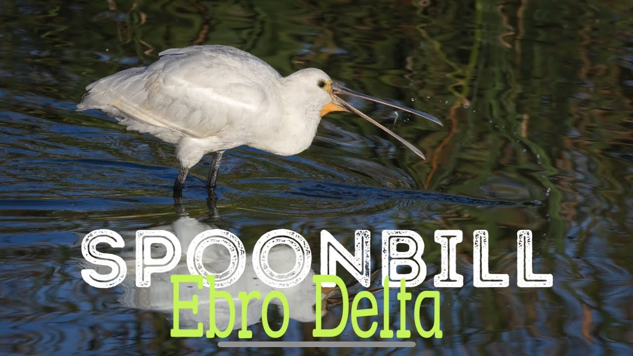 EURASIAN SPOONBILL FEEDING | Close up bird photography in Spain