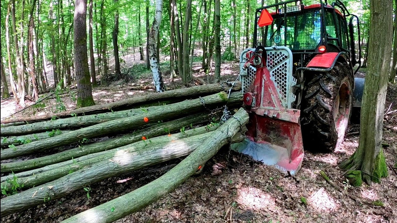 Лесозаготовка, прореживание более 50 лет, Stihl 261C-M, Zetor Proxima, Работы в лесу, валка деревьев