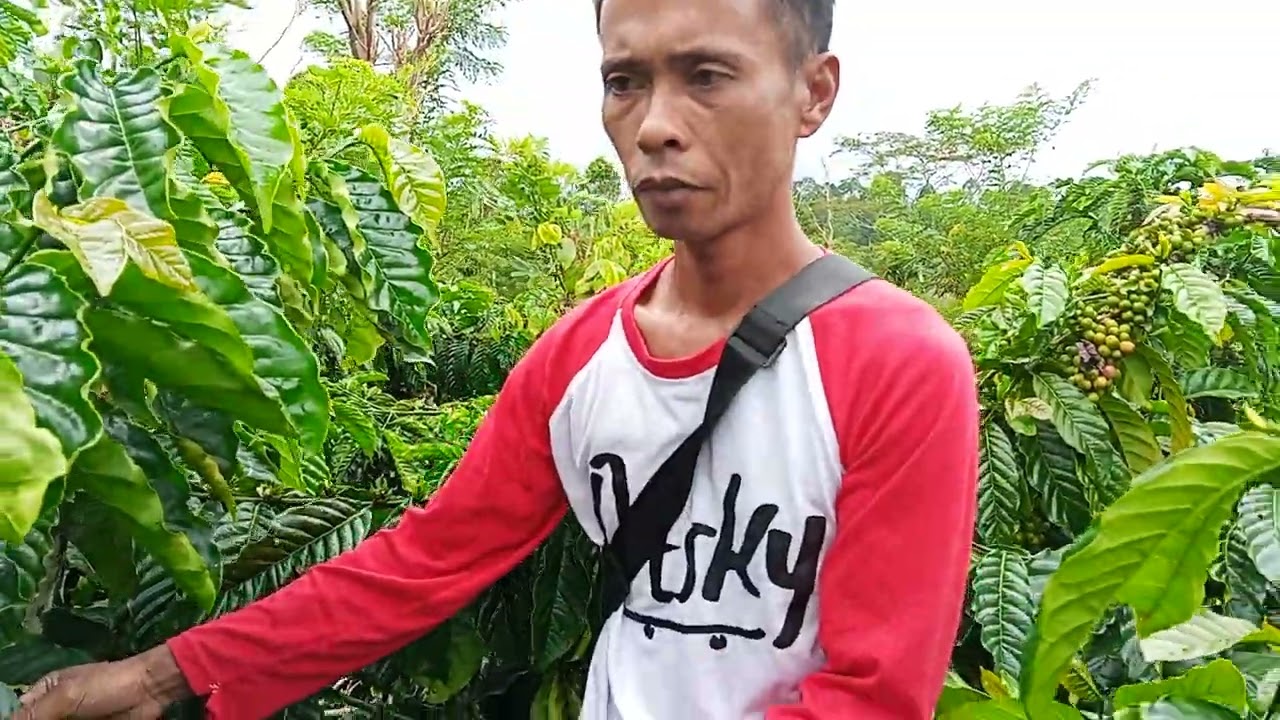 Riview di kebun bapk Hamid 