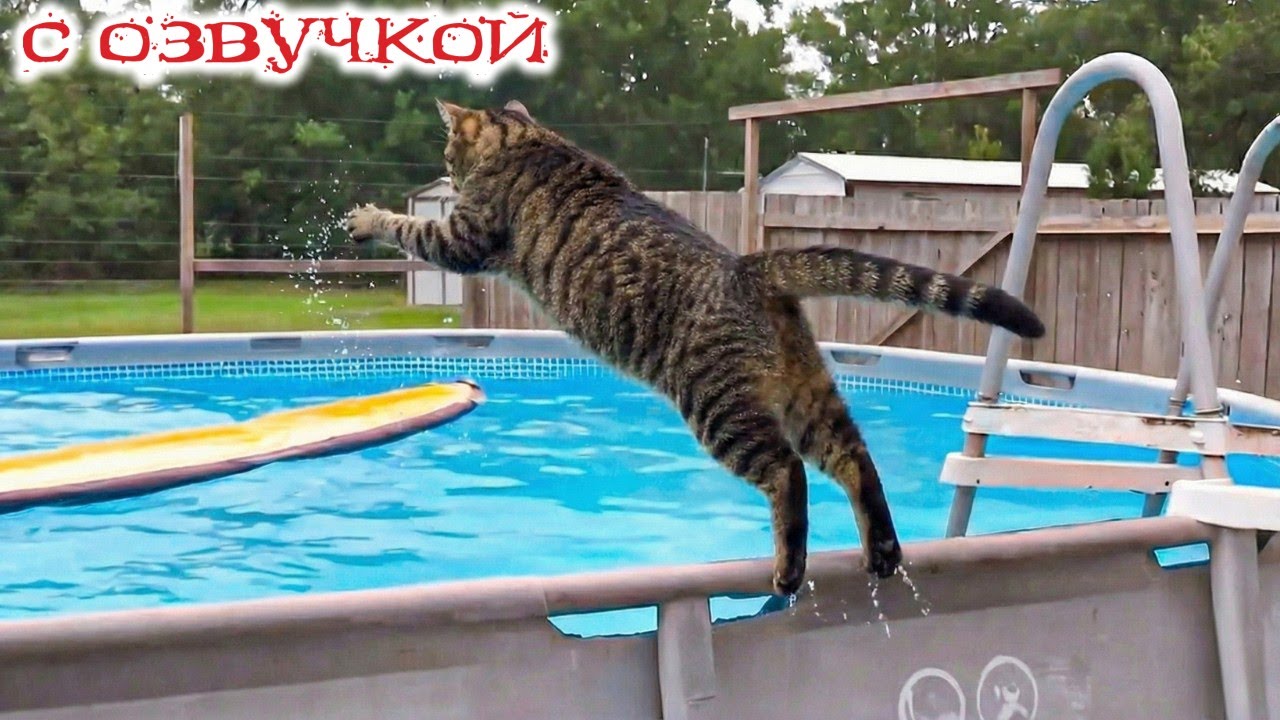 Приколы с котами! С ОЗВУЧКОЙ! САМЫЕ СМЕШНЫЕ ЖИВОТНЫЕ! Смешные коты и кошки!