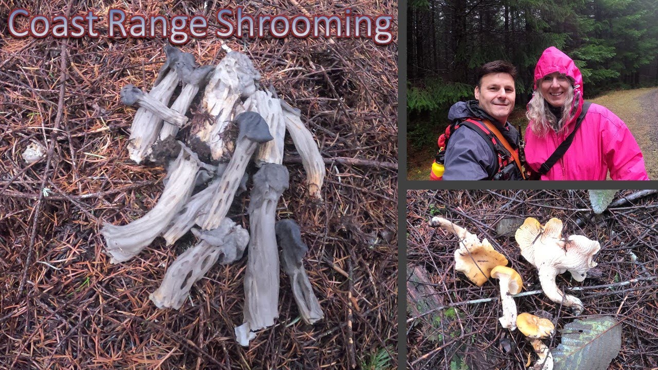 Mushroom Hunting 2020 - Episode 16 - Coast Range Chanterelles & Elfin Saddles
