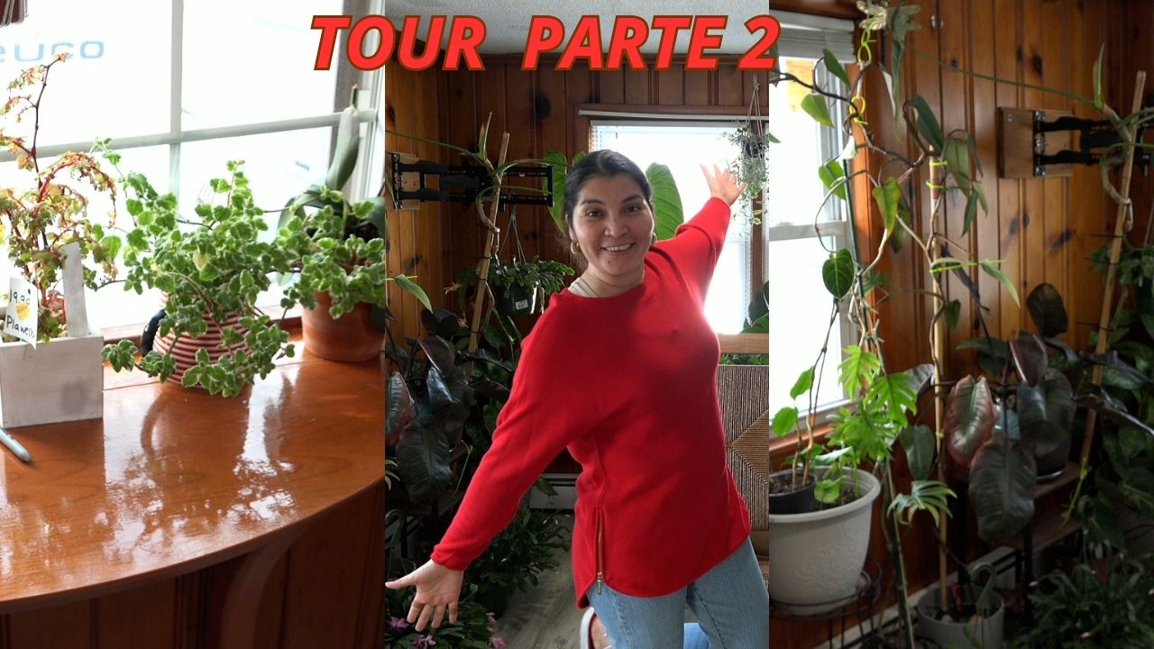 TOUR de plantas en el cuarto PARTE 2