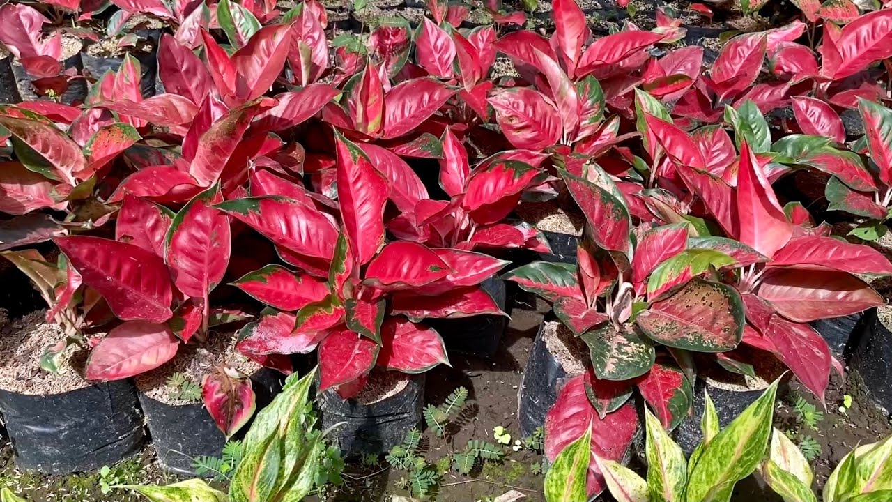 Plantita Journey Vlog #139 || More gardens at Padre Garcia Batangas, affordable and rare finds.