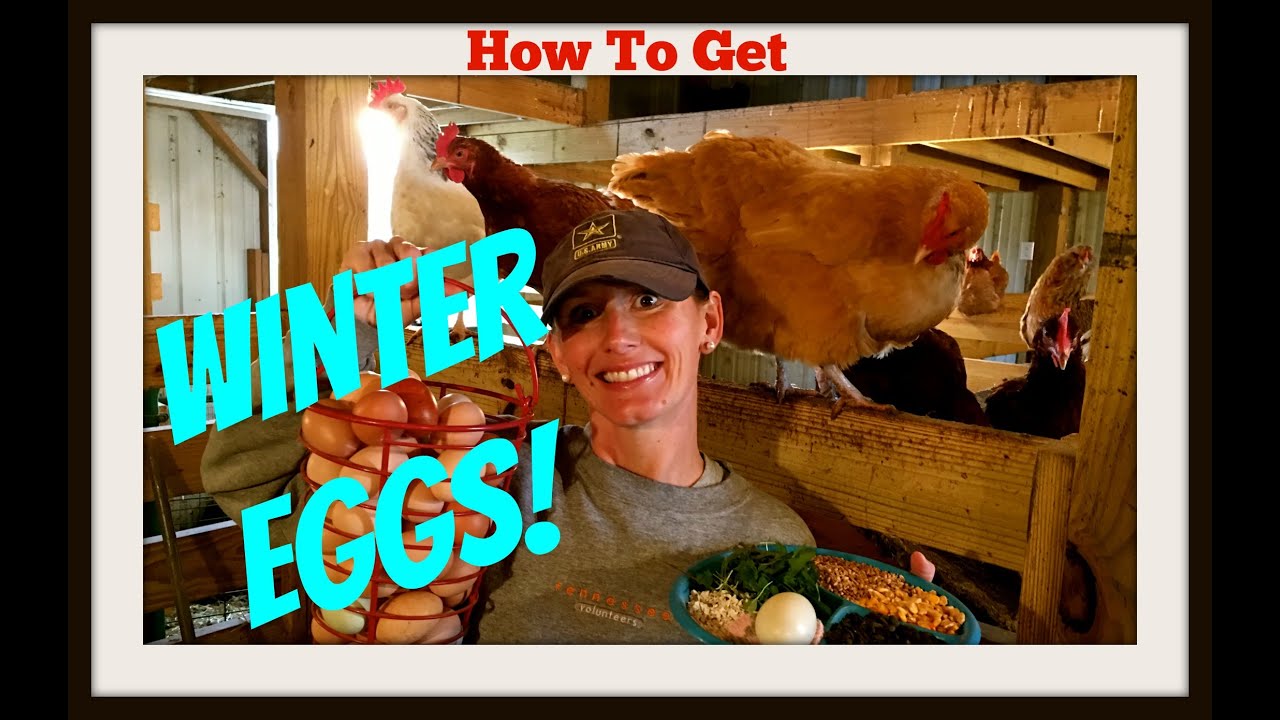 How To Get Winter Eggs~