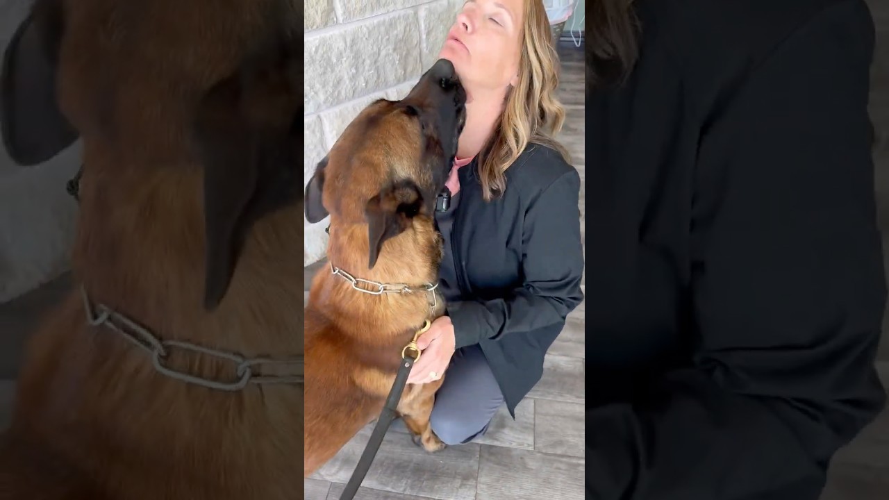bullet elite protection dog giving kisses to the vet staff #protectiondog #dogsecurity #dogguard