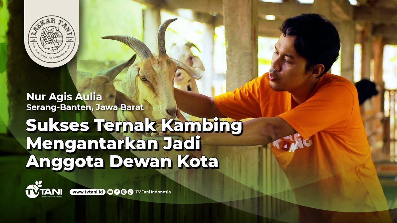 Nur Agis Aulia, Sukses Ternak Kambing Mengantarkan Jadi Anggota Dewan Kota