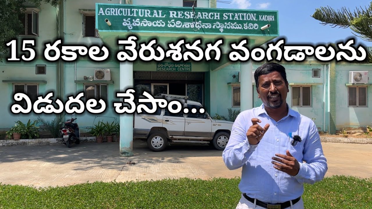 కదిరి పరిశోధన స్థానం ద్వారా వేరుశనగ వంగడాల ఉత్పత్తి | Groundnut varieties | Groundnut Farming |