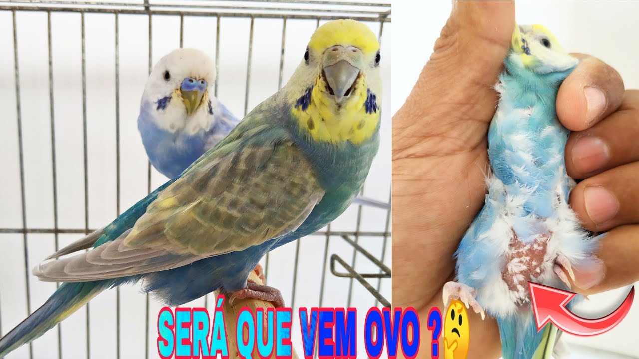 COMO SABER SE A FÊMEA VAI BOTAR OU É GORDURA NA CLOACA, E SE FORMARAM CASAL