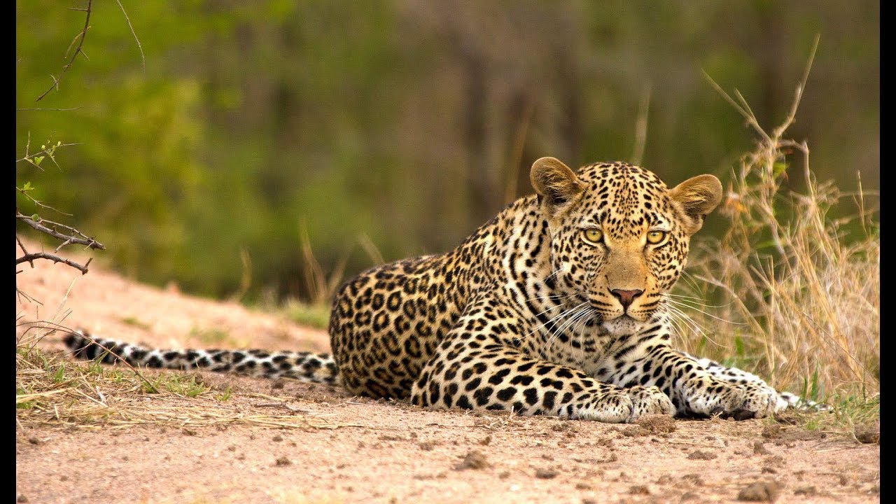 Sabi Sand Game Reserve - South Africa : Overview