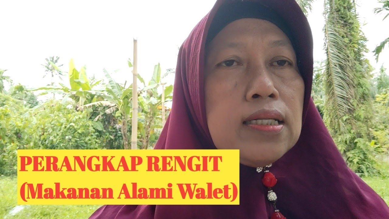 PERANGKAP RENGIT (makanan alami walet)