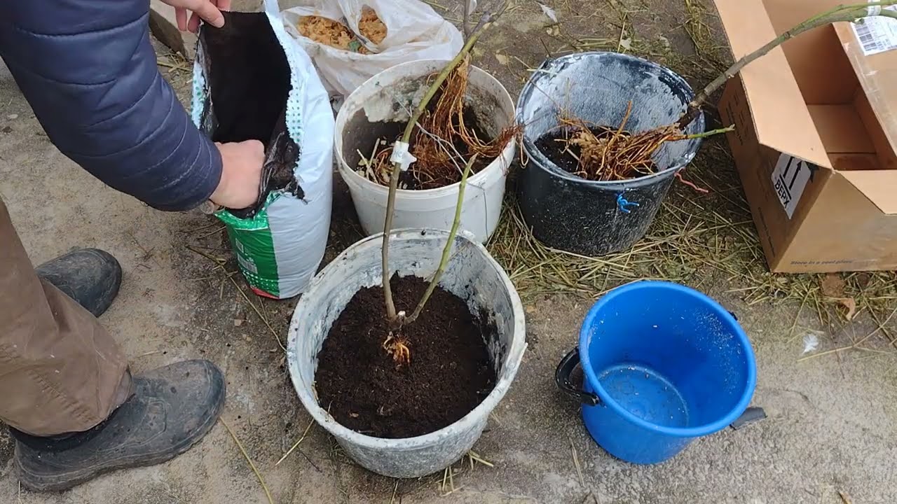 I plant figs for winter storage in the cellar.