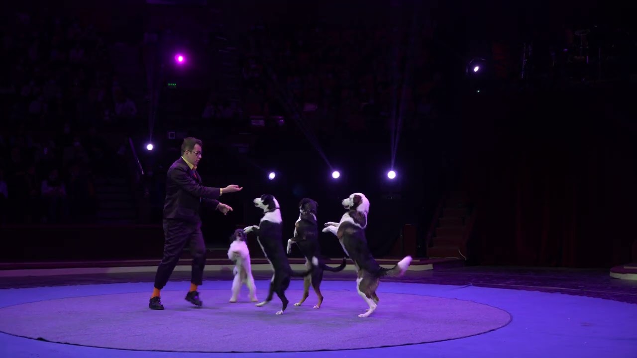 Ermakov Dogs classic act. Budapest Circus Festival.