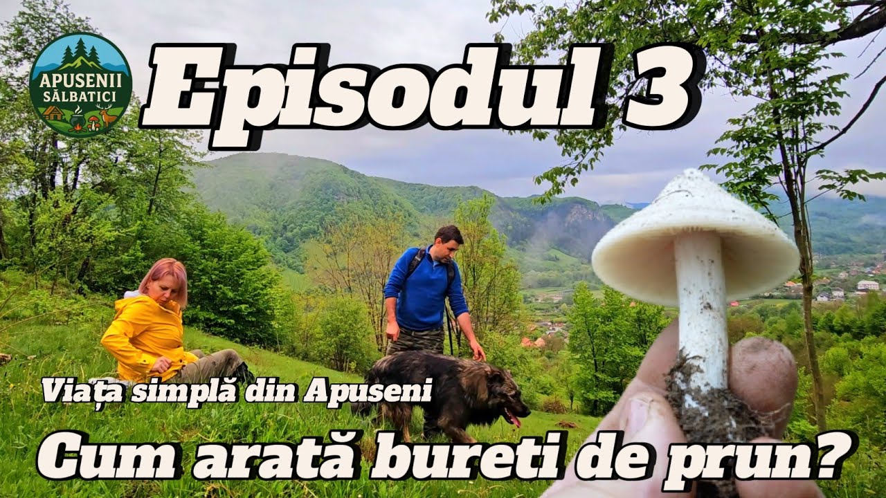 AM GĂSIT PRIMUL HRIB ȘI CIUPERCI DE PRUN 🍄 – Aventură în Pădure cu Adrian și Firiceală | Ep 3