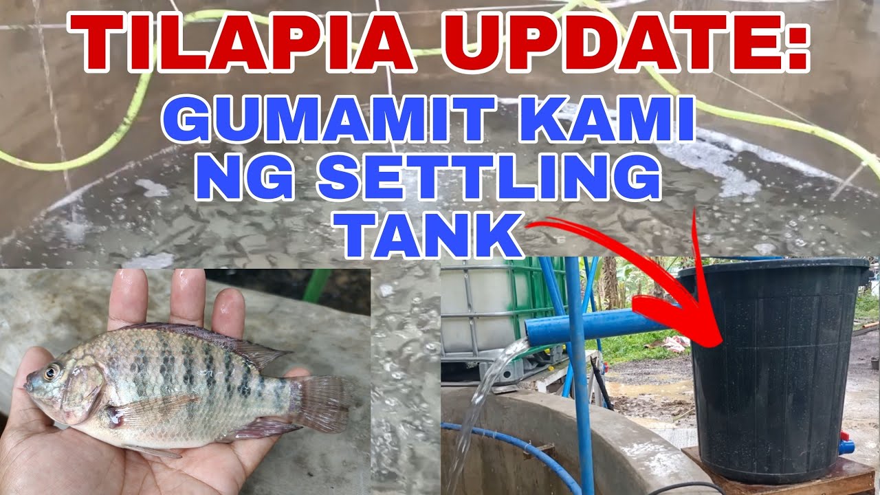 TILAPIA UPDATE: GUMAMIT KAMI NG SETTLING TANK