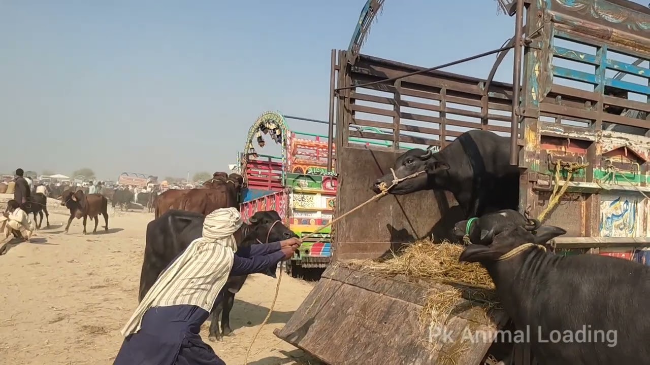 dangerous buffalo unloading popular video | buffalo buffalo | unloading buffaloes in pakistan