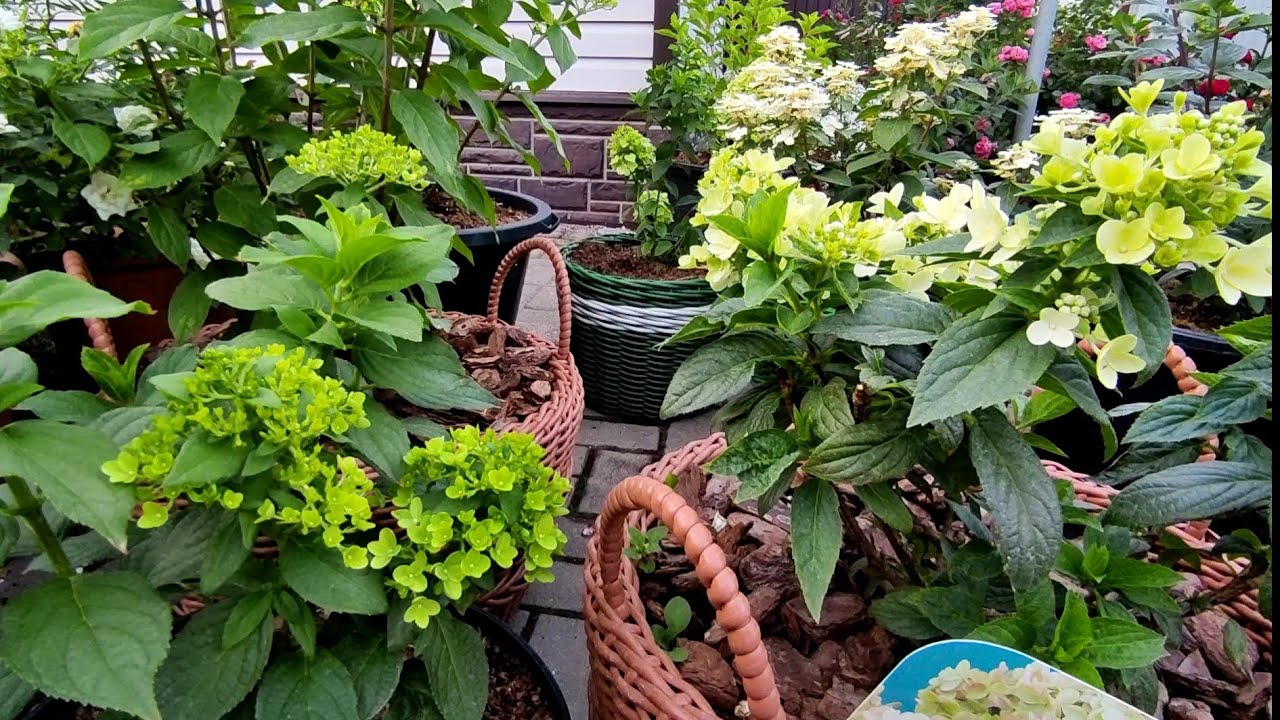 Метельчатые гортензии в конце июня 🌿🌿Чем кормлю на стадии бутонизации 🌿 Боковое ветвление