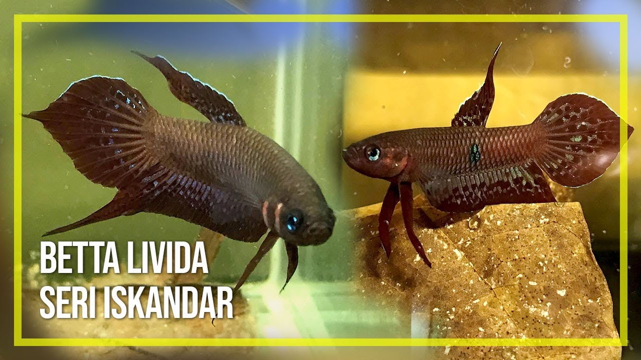 Betta Livida Seri Iskandar | Ikan Laga Liar Malaysia