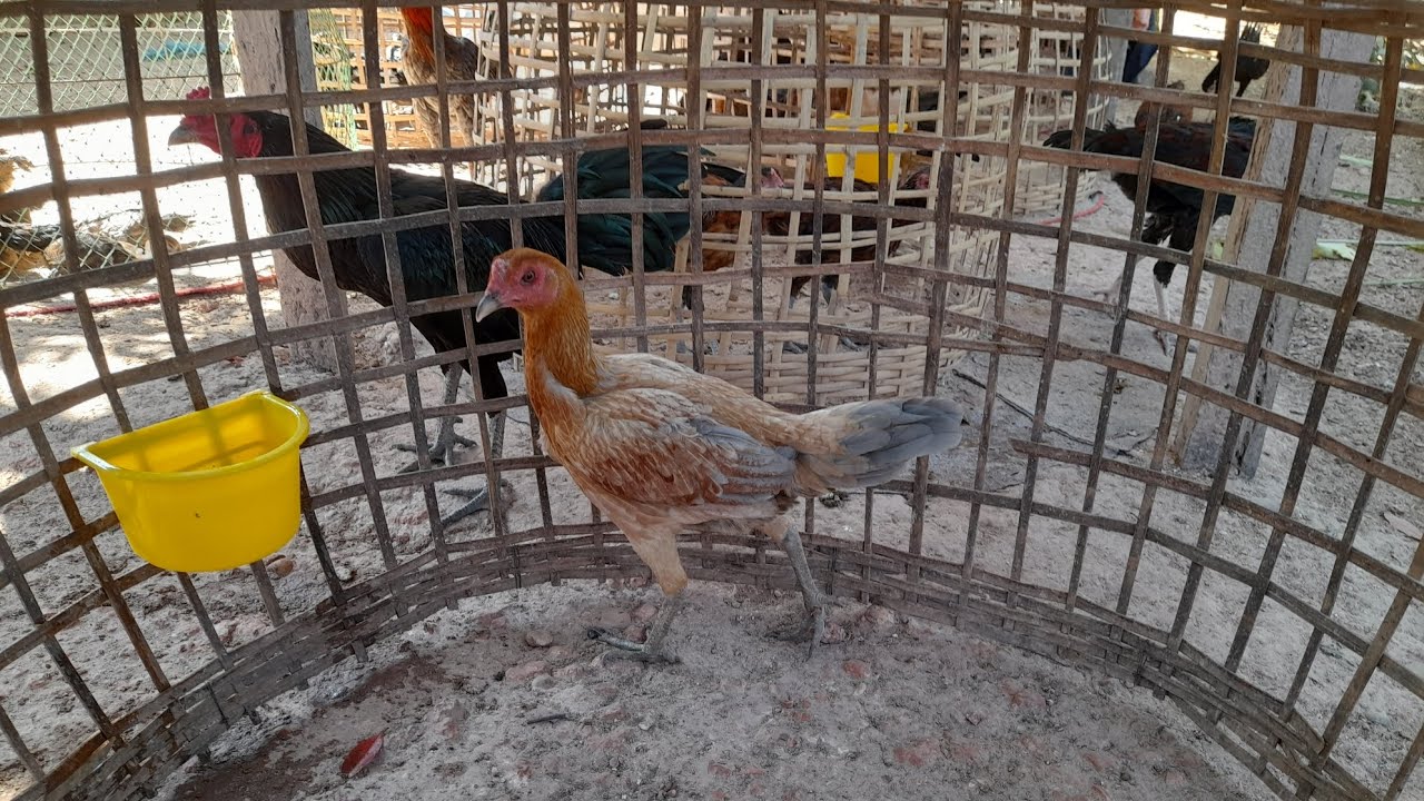 วันนี้เอาลูกสาวเจ้ารูปหล่อมาแบ่งให้พัฒนาครับ🔥#ayam #ปปทุมชัย#chicken #ไก่ชน 