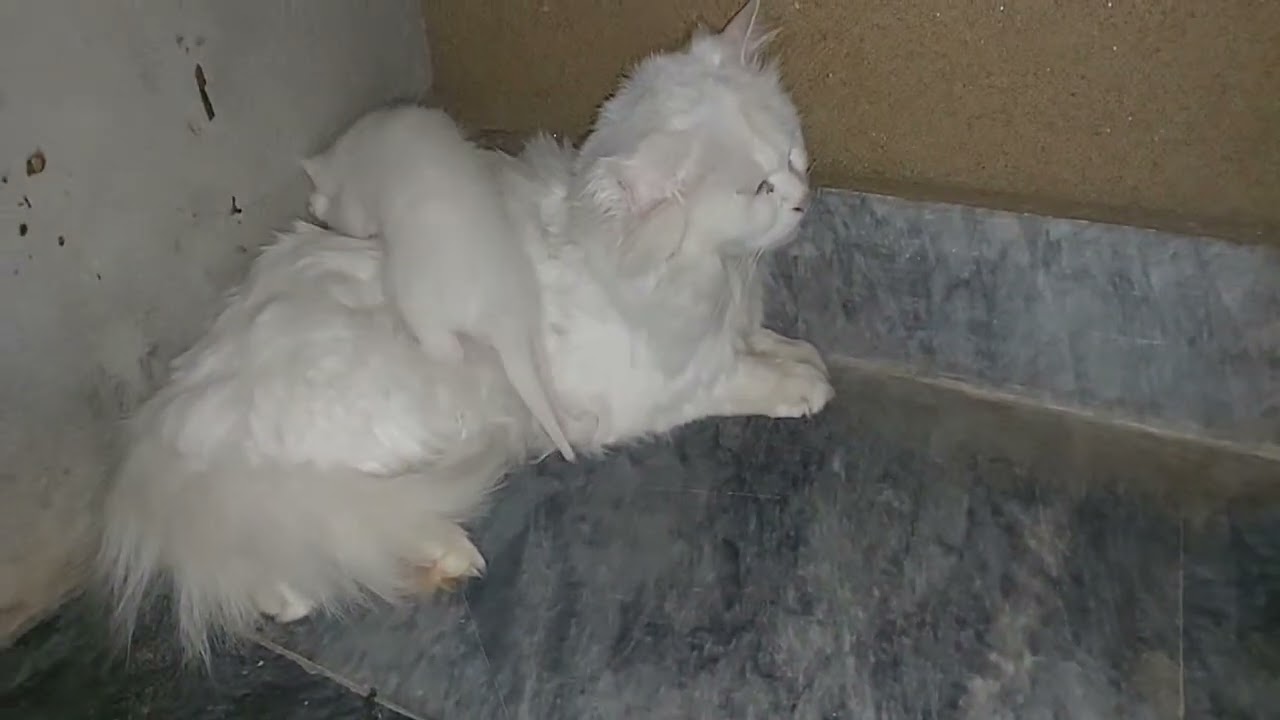 Kittens Crying For Mama She's Sitting In The Corner Avoiding Them