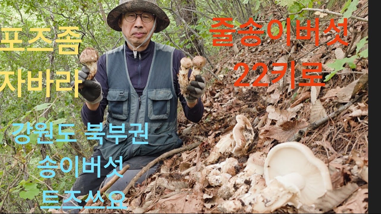 줄송이. 버섯 22키로 대박 드글 드글 강원도 북부권 송이버섯 트즈쓰요