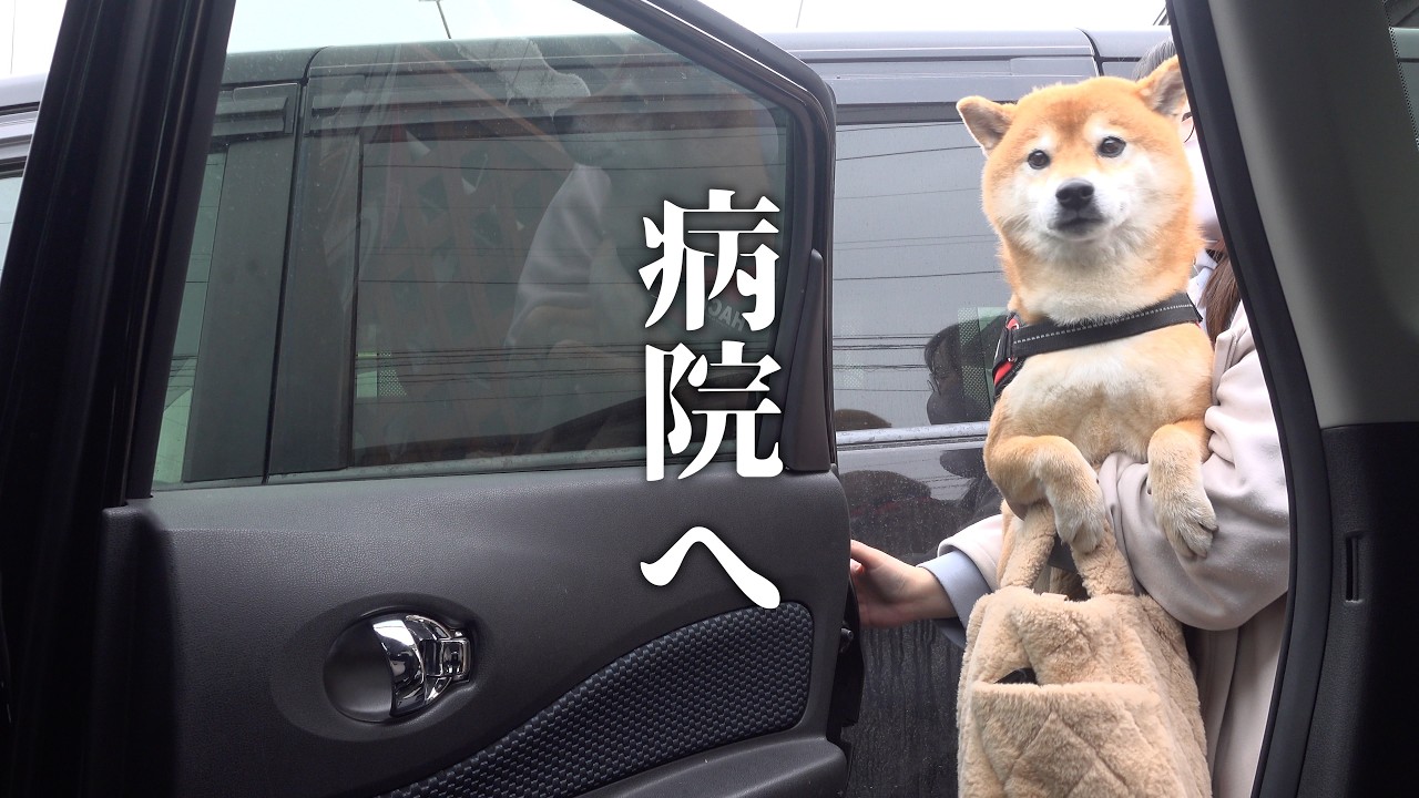 え？病院後、柴犬は別人の表情に…その瞬間がこれ。