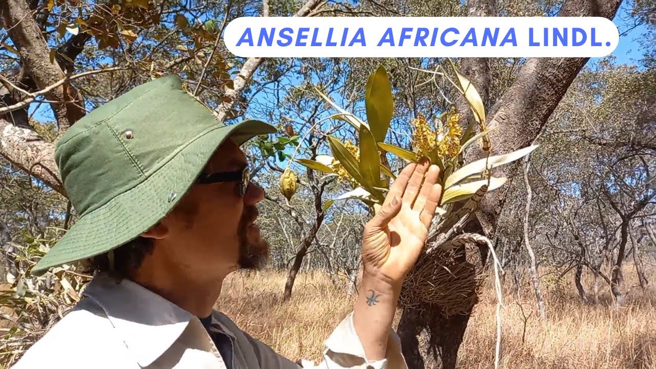 Bush Trek Highlights | Ansellia africana
